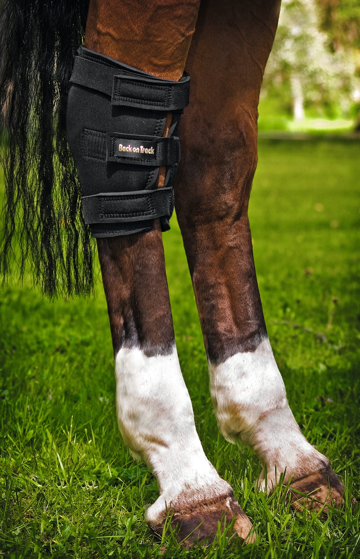 Elderly Equines How to Care for a Senior Horse