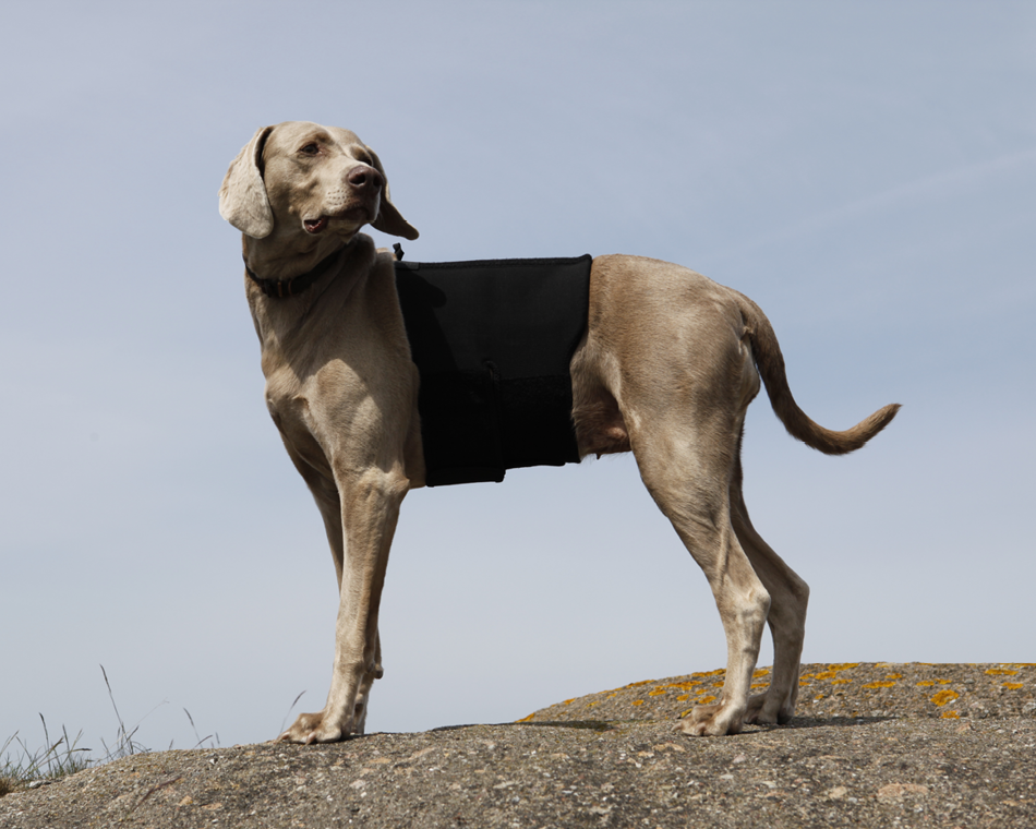 Dogs With Jobs: Different Types of Working Dogs