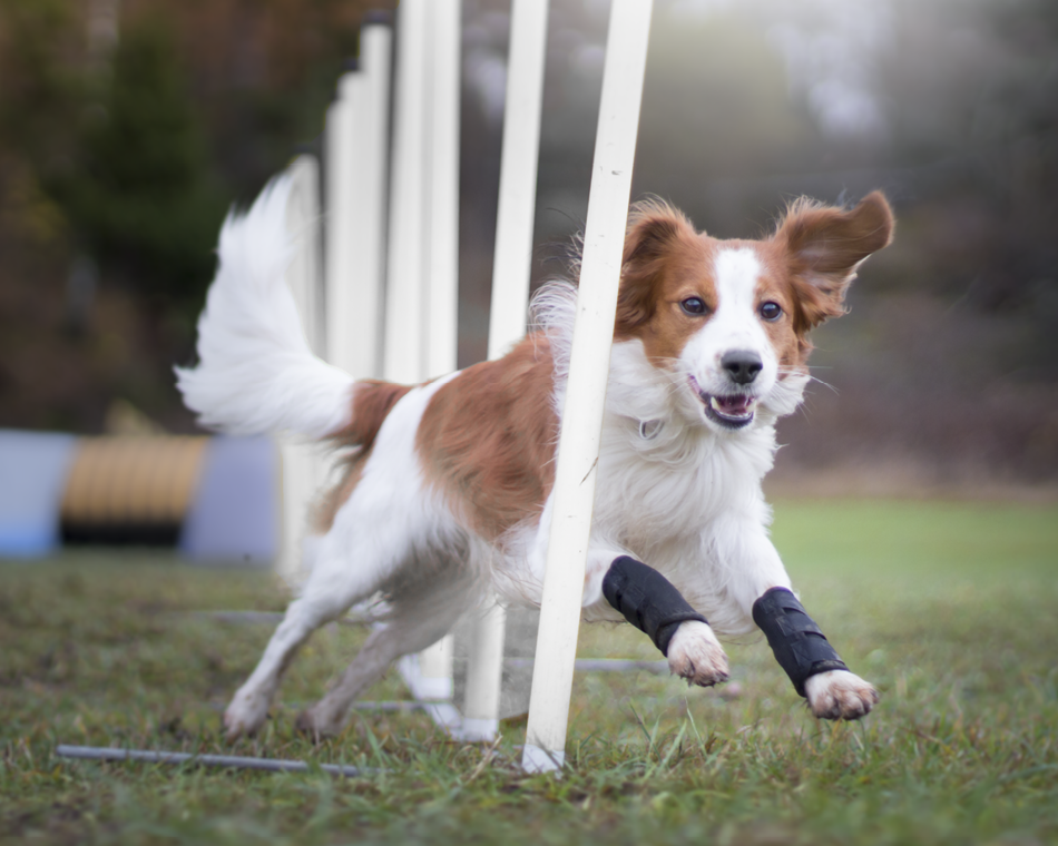 7 Canine Mobility Aids that Help Your Dog to be Active