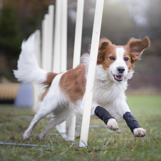 7 Canine Mobility Aids that Help Your Dog to be Active