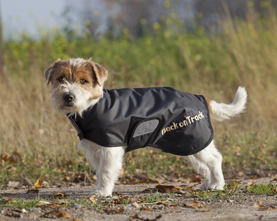 The Top Ways To Show Your Senior Pup You Love Him