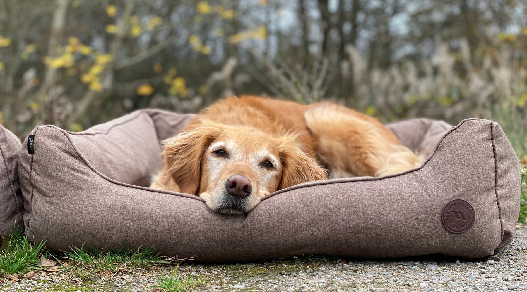 Five Signs Your Dog May Have Arthritis