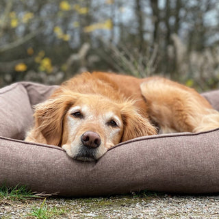 Five Signs Your Dog May Have Arthritis