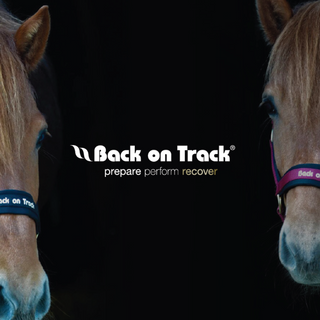 Benefits of Equine-Assisted Therapy for Veterans