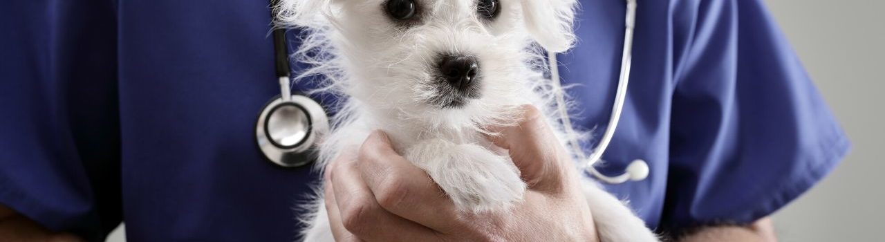 How to Care for Your Dog After Surgery