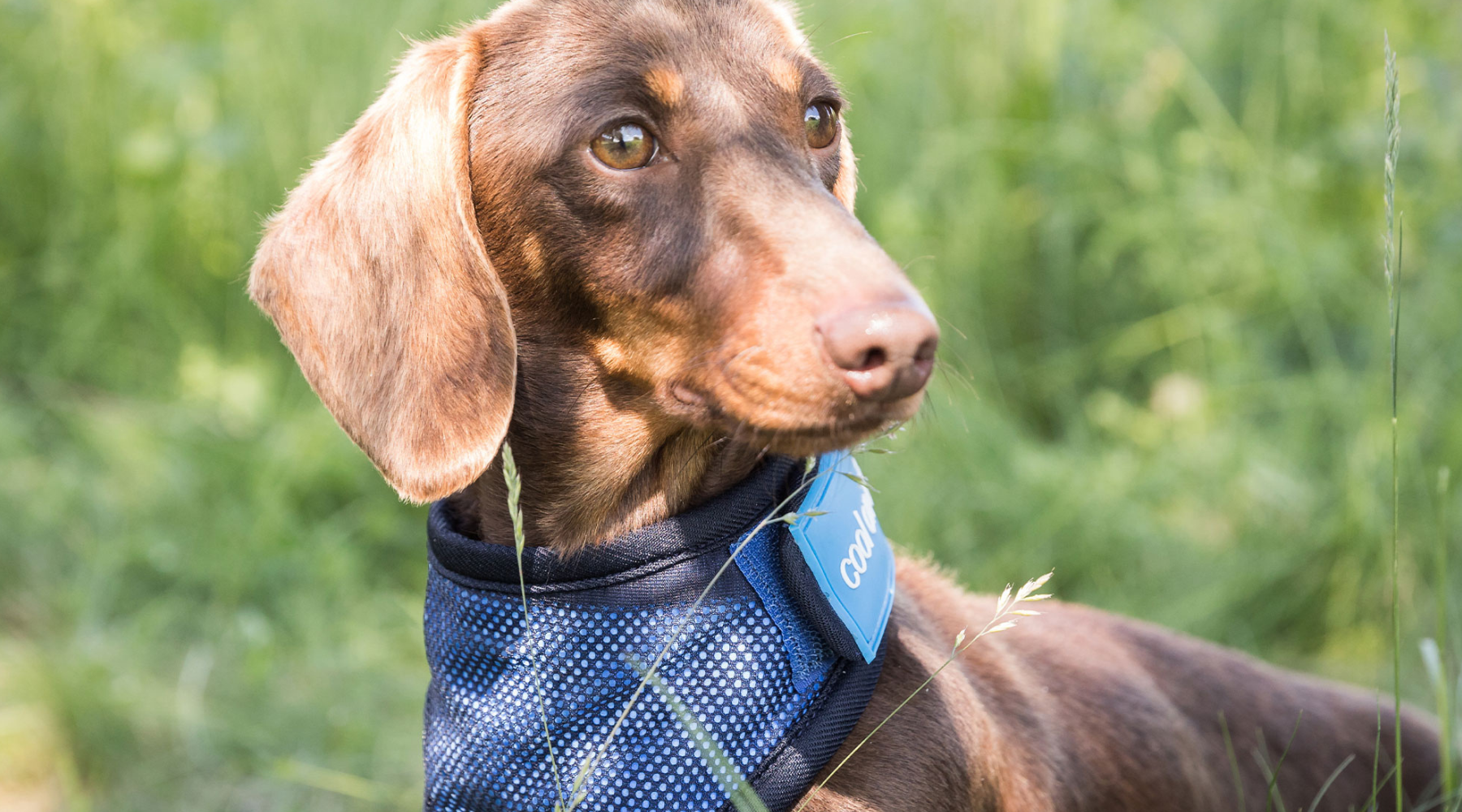Dog Overheating: Keep Your Dog Cool and Safe This Summer