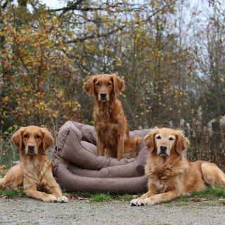 Dog Beds