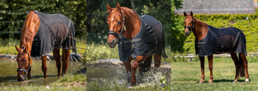 Back on Track Performance and Recovery Products for Horses