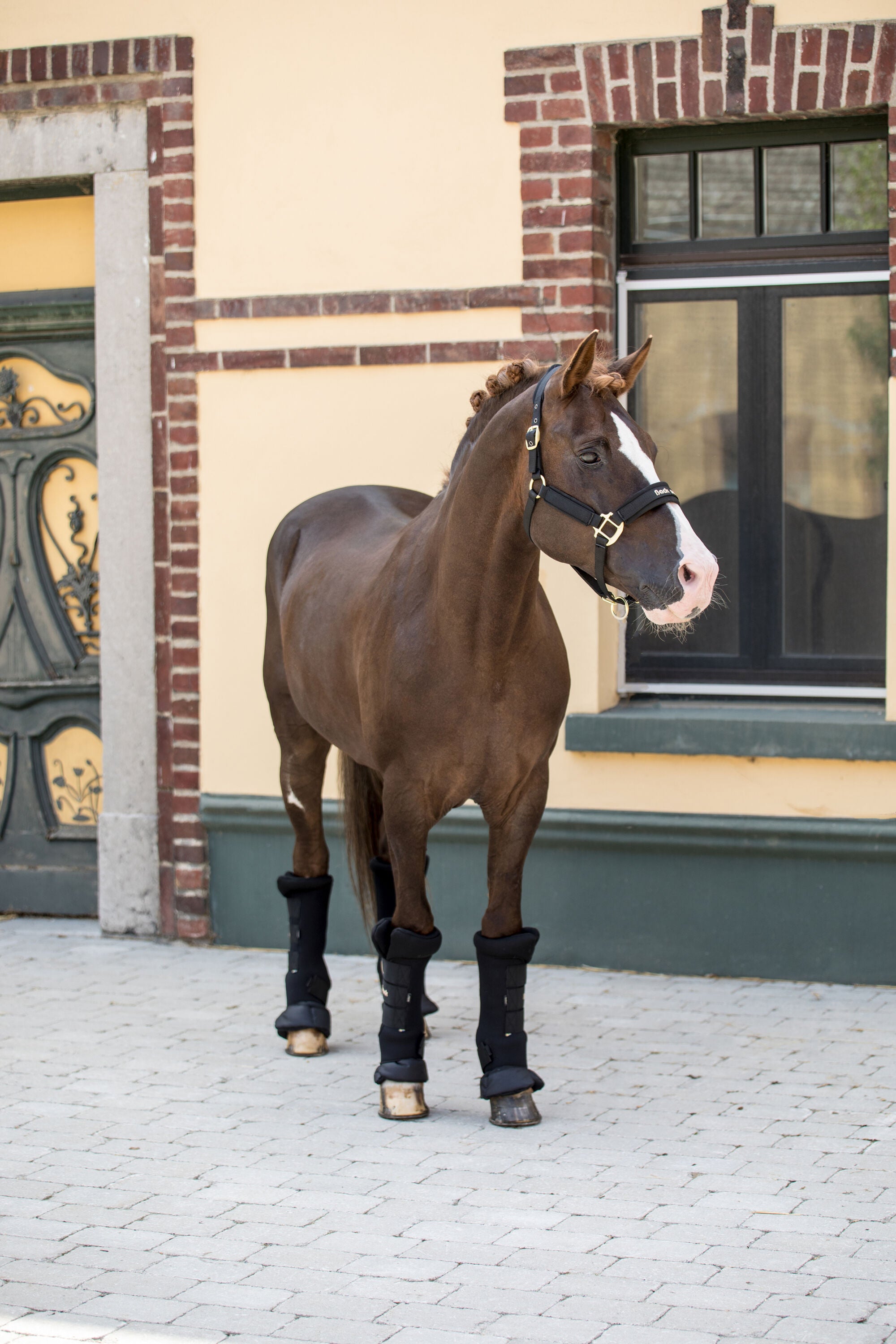 Back on Track Royal Quick Wraps Deluxe for horses, offering leg support, comfort, and therapeutic benefits