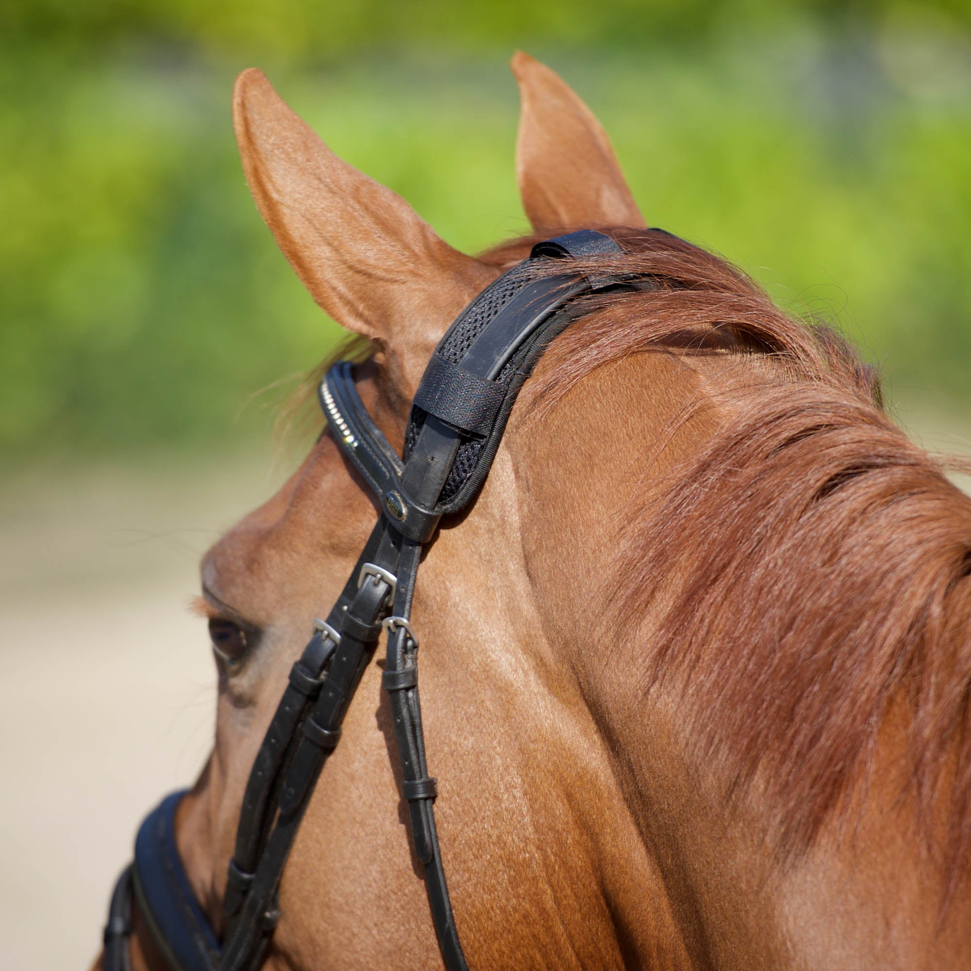 Back on Track Poll Cover – soft, therapeutic cover for equine poll area to ease tension and support relaxation