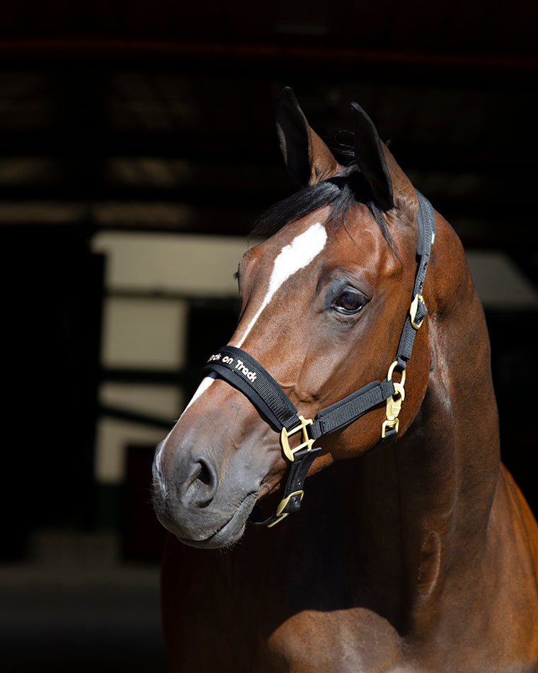 Back on Track Werano halter for horses, durable and stylish design for comfort and secure handling