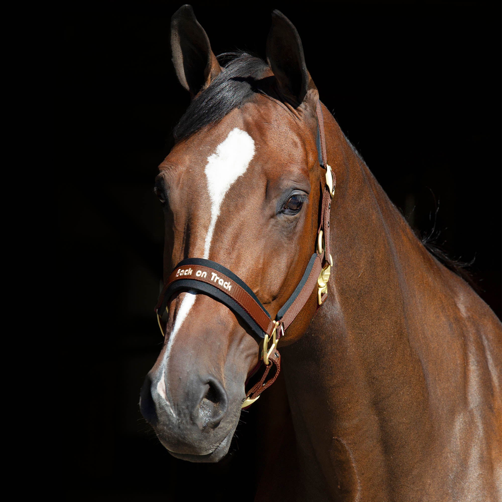 Back on Track Werano halter for horses, durable and stylish design for comfort and secure handling
