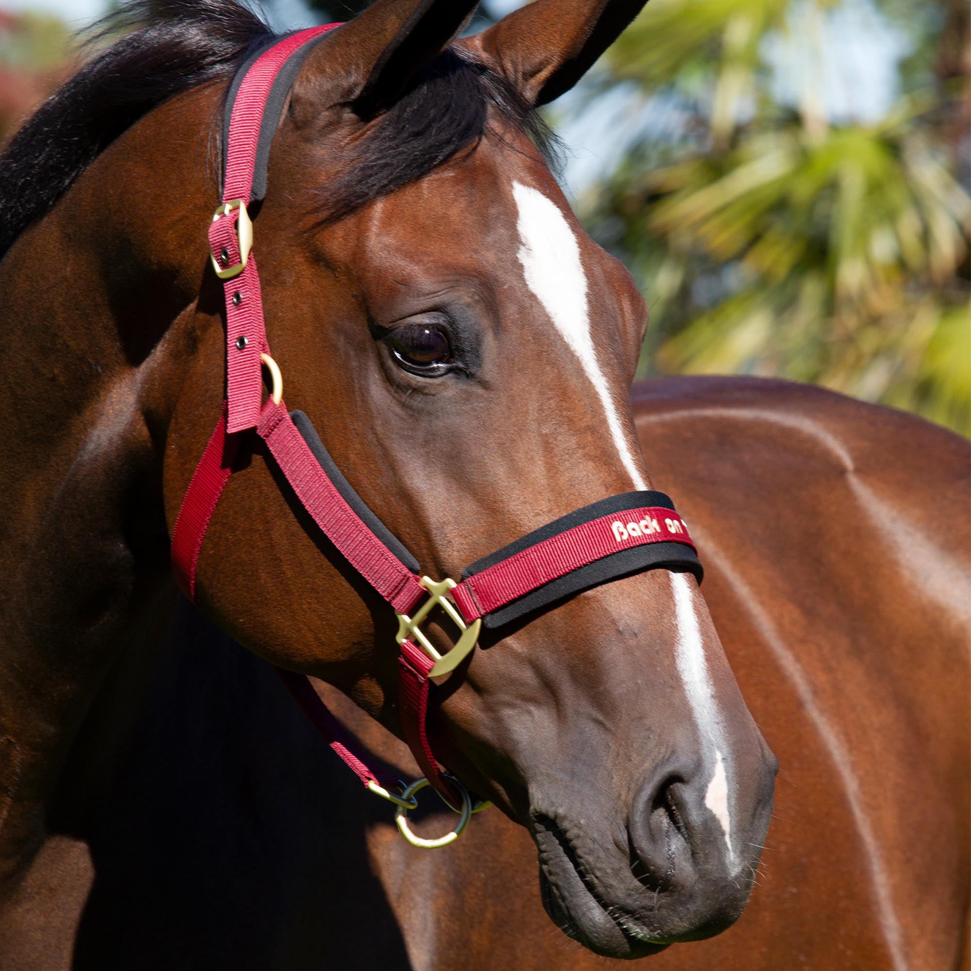 Back on Track Werano halter for horses, durable and stylish design for comfort and secure handling