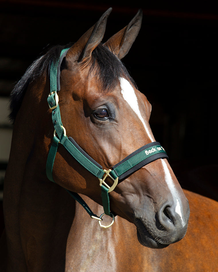 Back on Track Werano halter for horses, durable and stylish design for comfort and secure handling