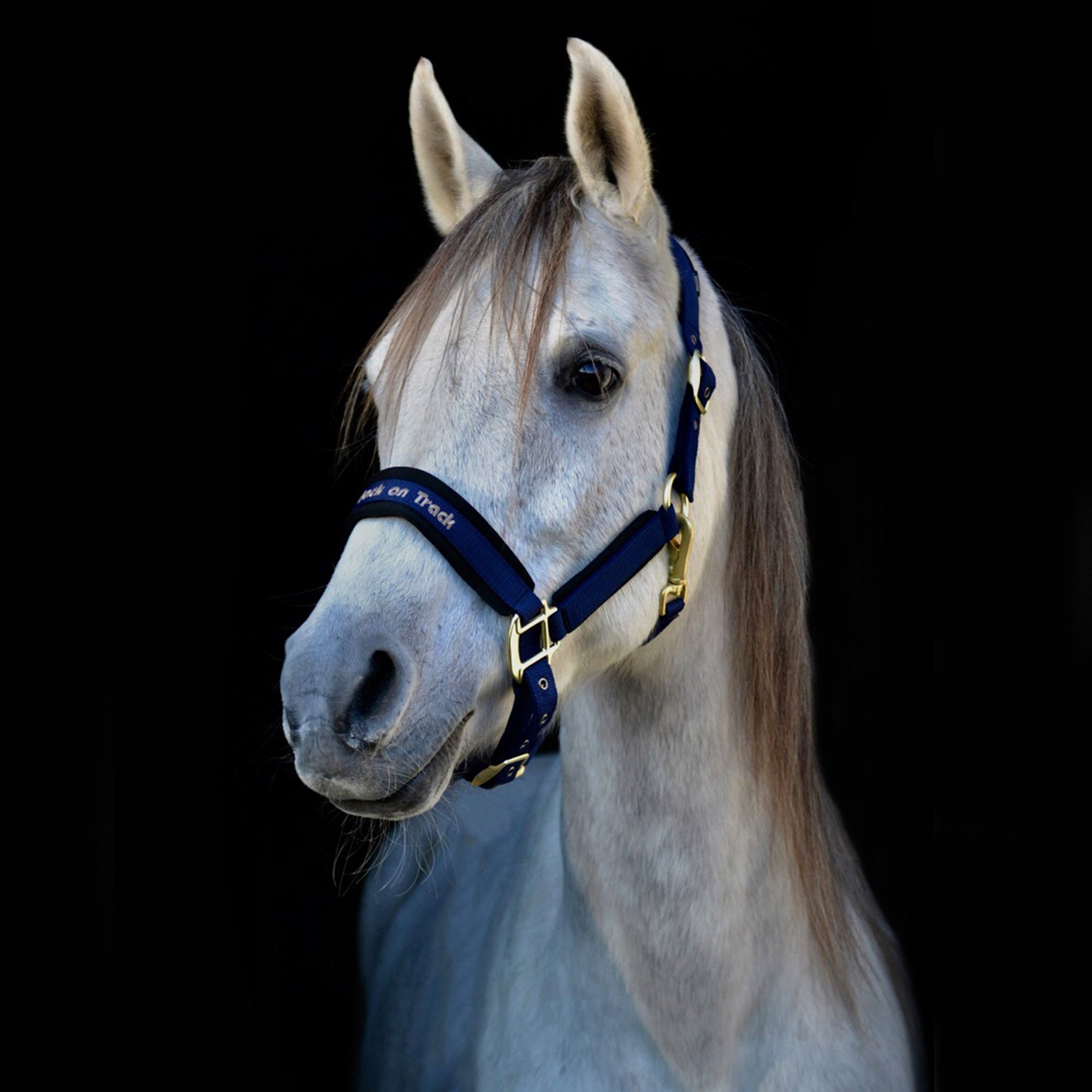 Back on Track Werano halter for horses, durable and stylish design for comfort and secure handling