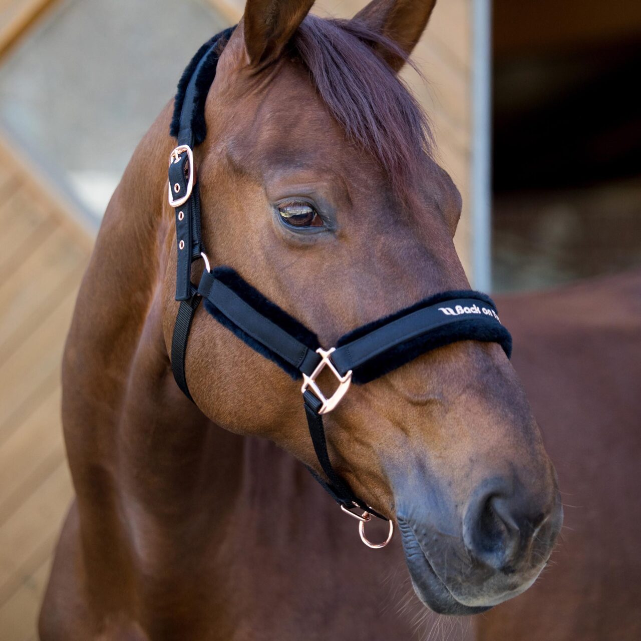 Back on Track Haze Collection halter with soft padding, durable hardware, and elegant design for equine comfort