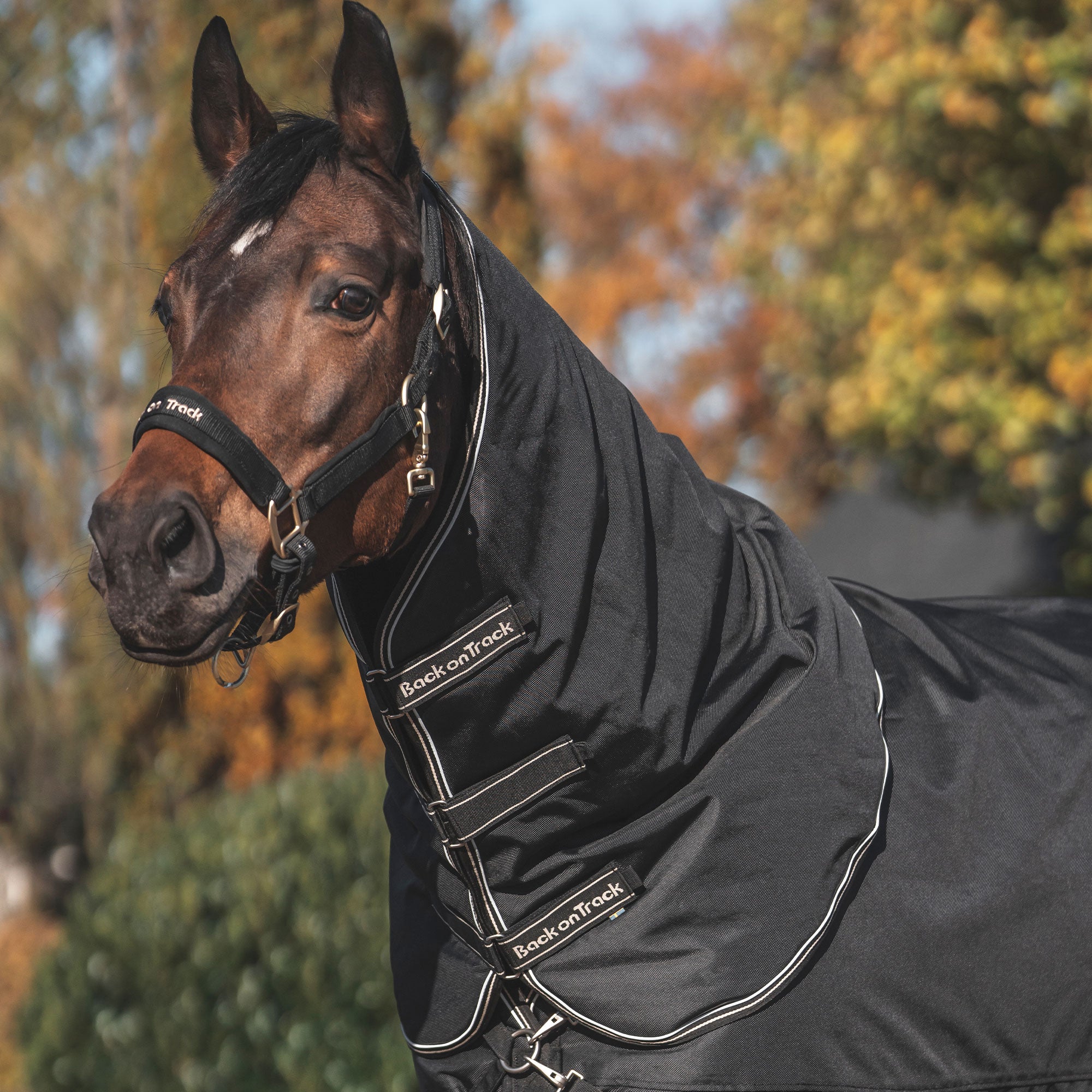 Back on Track Obsidian Turnout Blanket with Neck Cover for horses, offering weather protection and therapeutic support