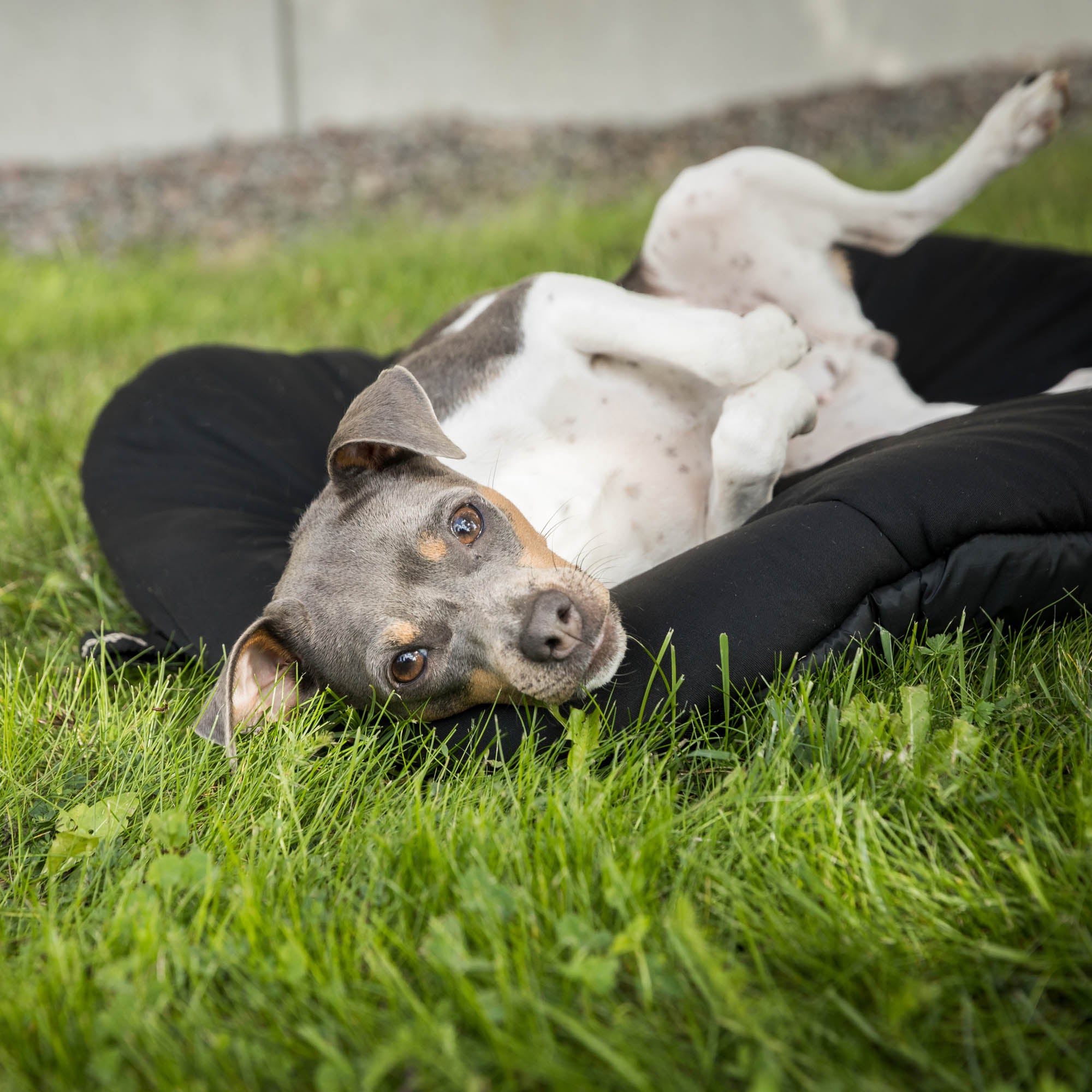 Back on Track oval dog bed, top choice for comfort and joint support with soft, durable design
