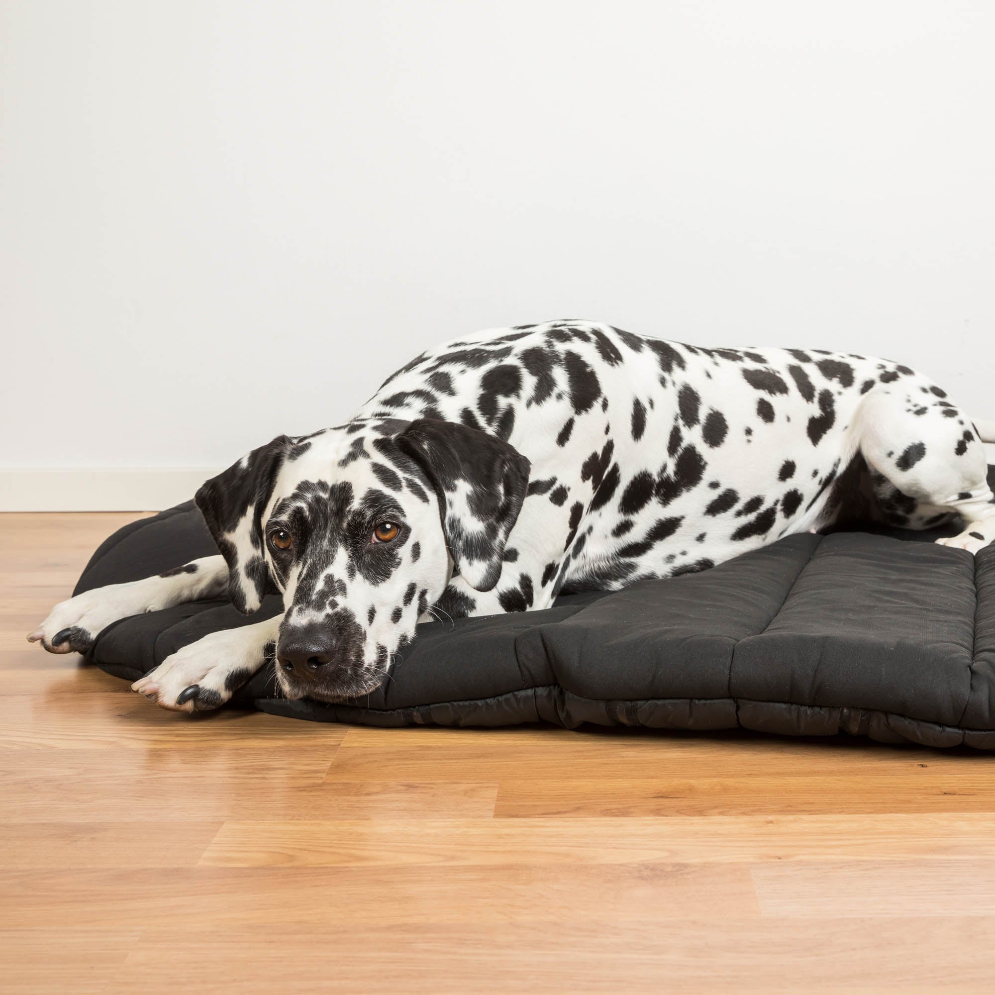 Back on Track oval dog bed, top choice for comfort and joint support with soft, durable design