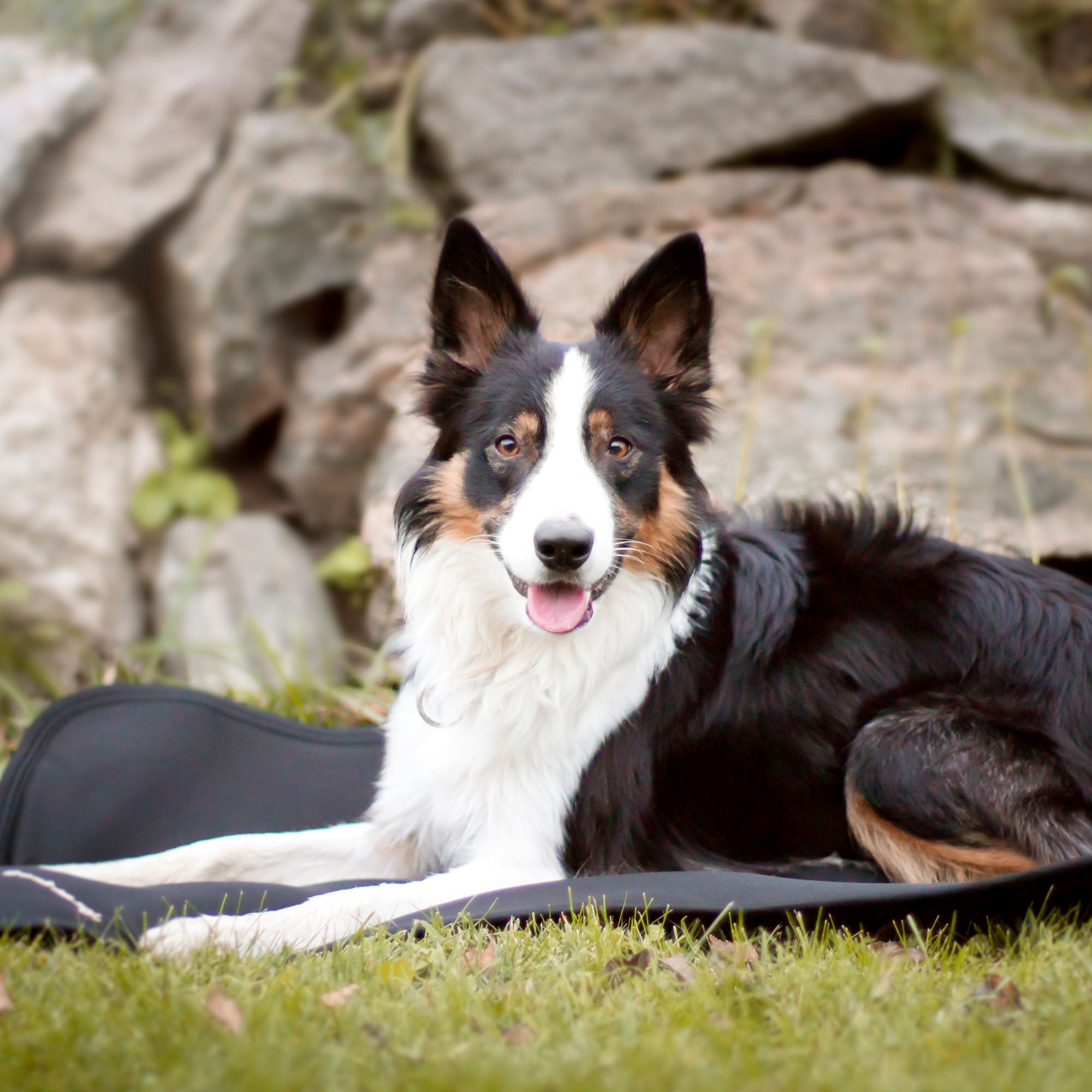 Back on Track Dog Bed Crate Liner – soft, breathable, and supportive for canine comfort, recovery, and restful sleep