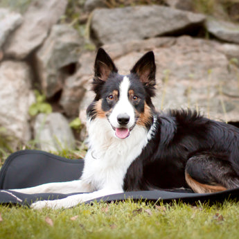 Back on Track Dog Bed Crate Liner – soft, breathable, and supportive for canine comfort, recovery, and restful sleep