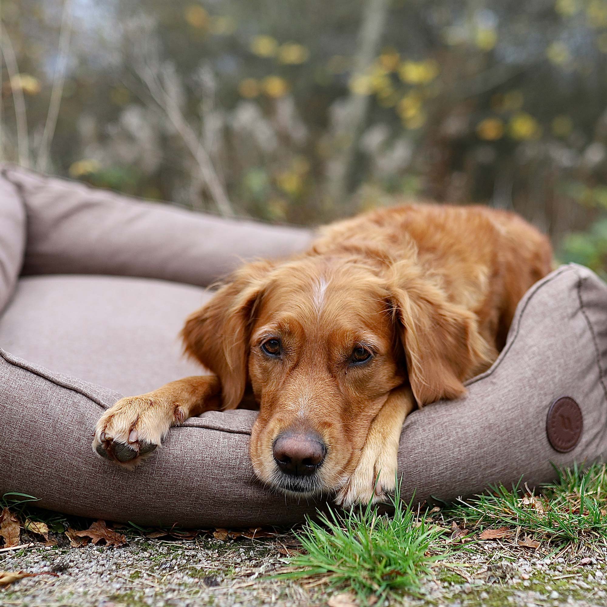 Rocky Dog Bed with soft padding, durable outer fabric, and Welltex® lining for comfort, support, and recovery