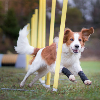 Therapeutic Dog Front Leg Brace