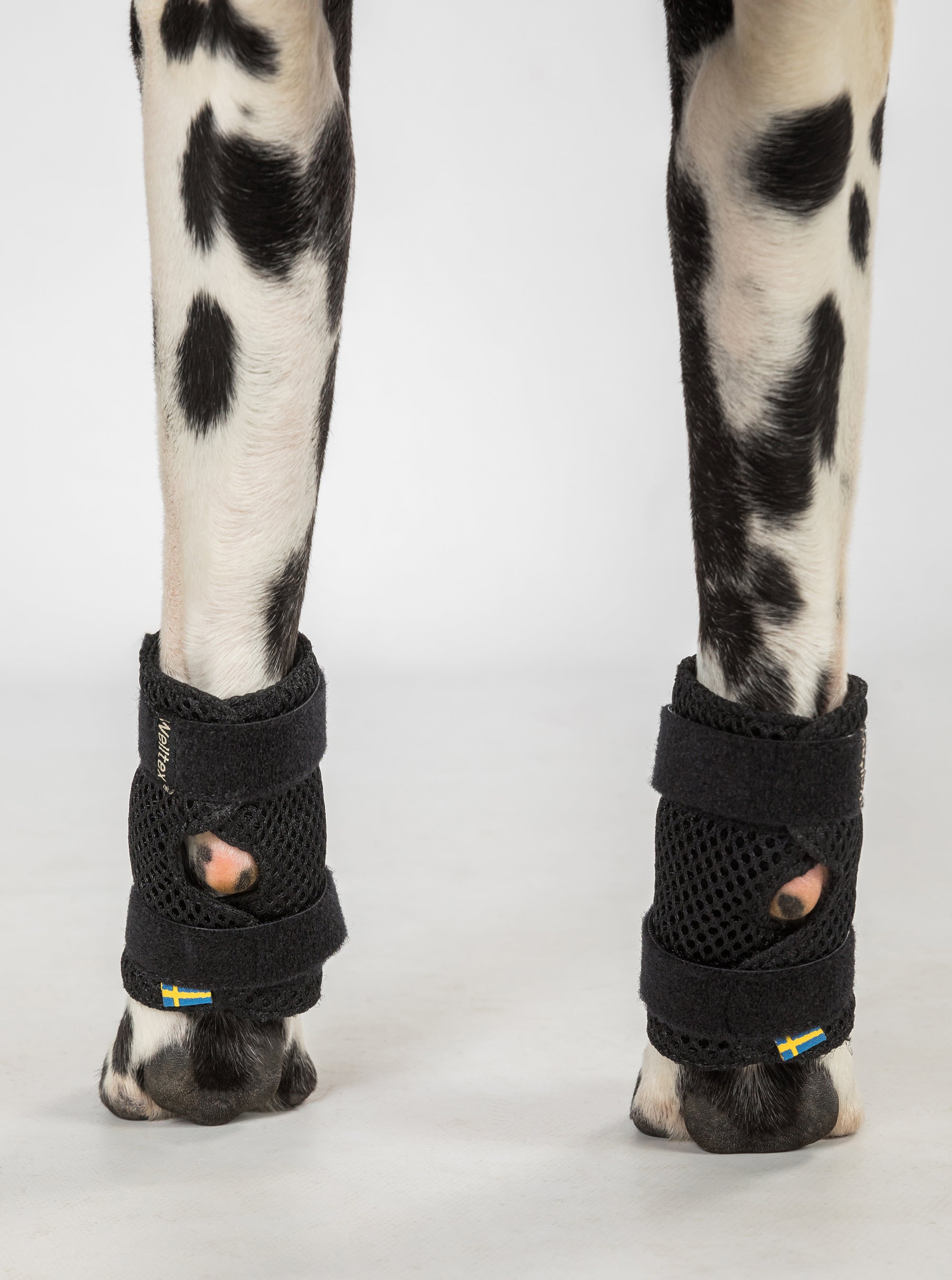 Back on Track Milo Dog Wrist Brace for front leg support, aiding mobility, recovery, and joint stability