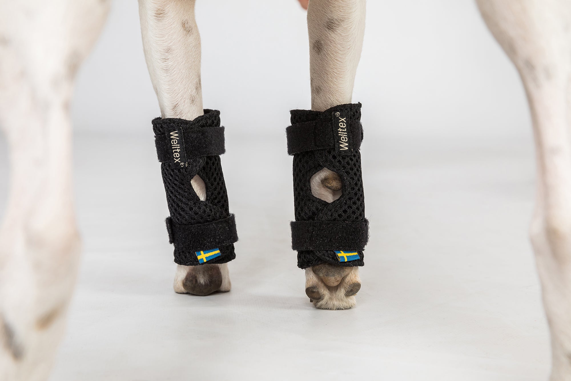 Back on Track Milo Dog Wrist Brace for front leg support, aiding mobility, recovery, and joint stability