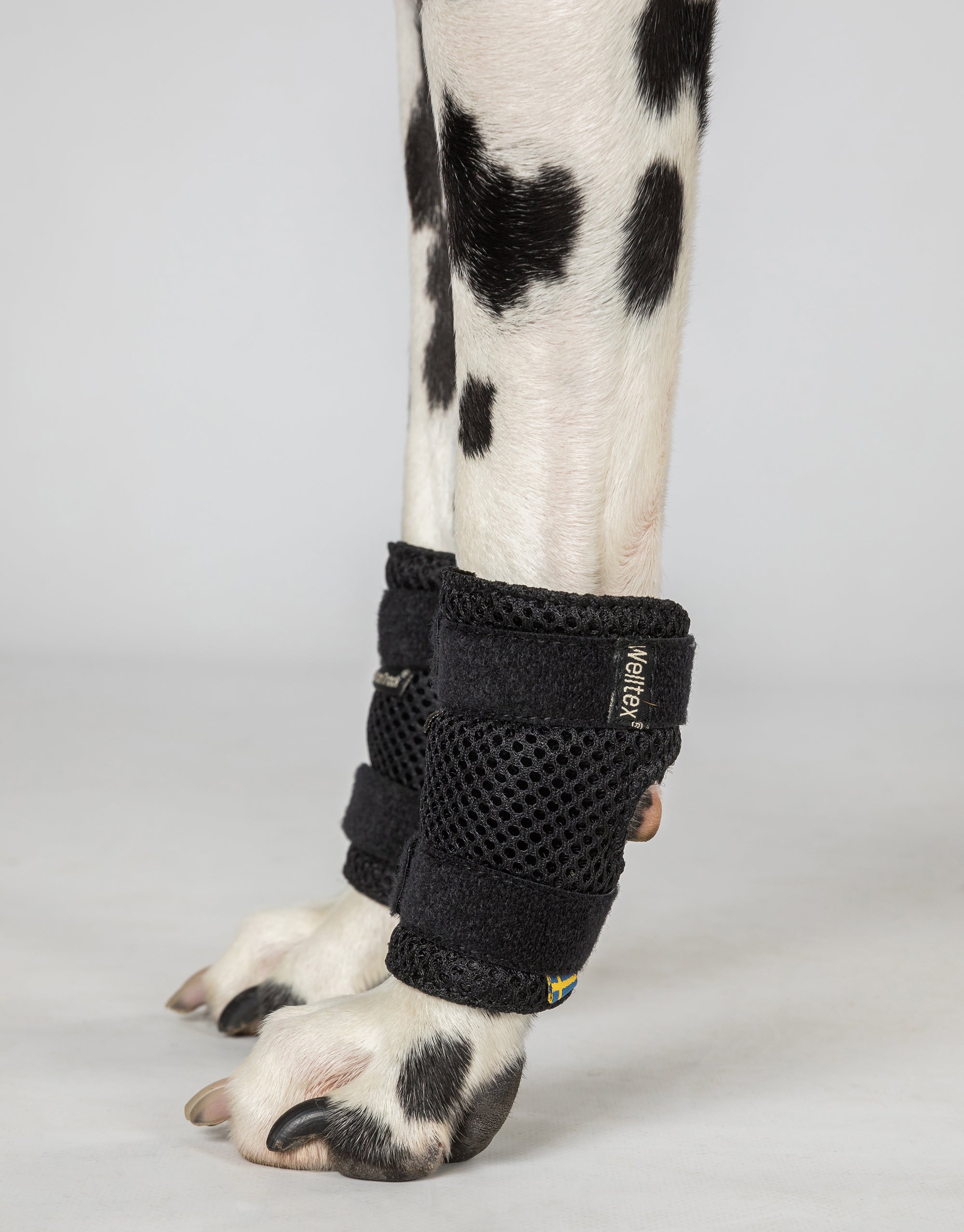 Back on Track Milo Dog Wrist Brace for front leg support, aiding mobility, recovery, and joint stability