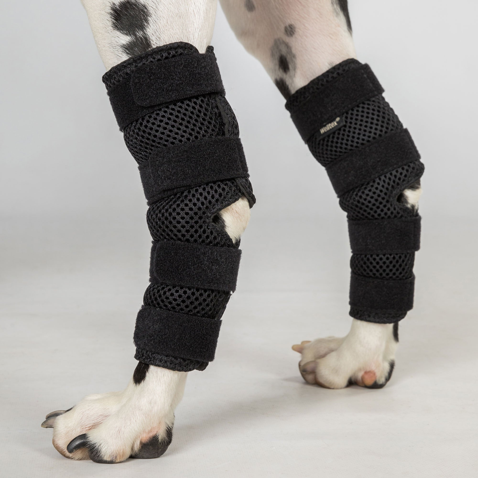 Back on Track Dixie Dog Hock Brace for joint support and stability, designed for comfort and mobility aid