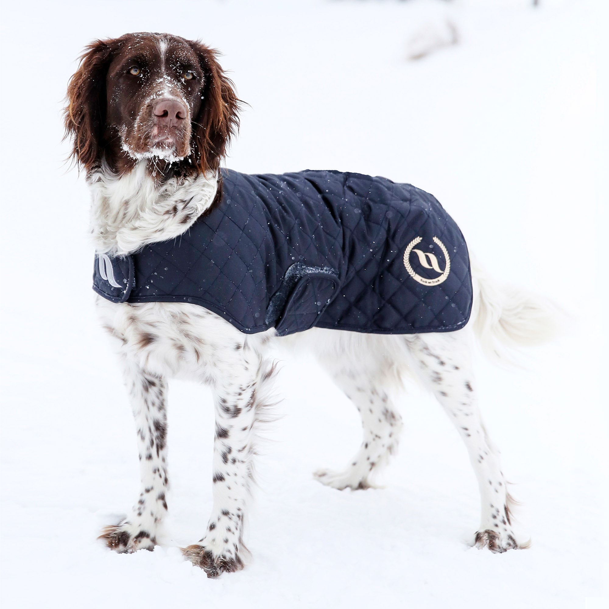 Back on Track Nights Collection Dog Coat – stylish, breathable, and warm coat for canine comfort, recovery, and visibility