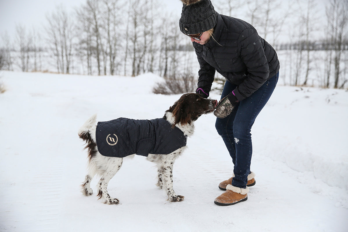 Back on Track Nights Collection Dog Coat – stylish, breathable, and warm coat for canine comfort, recovery, and visibility