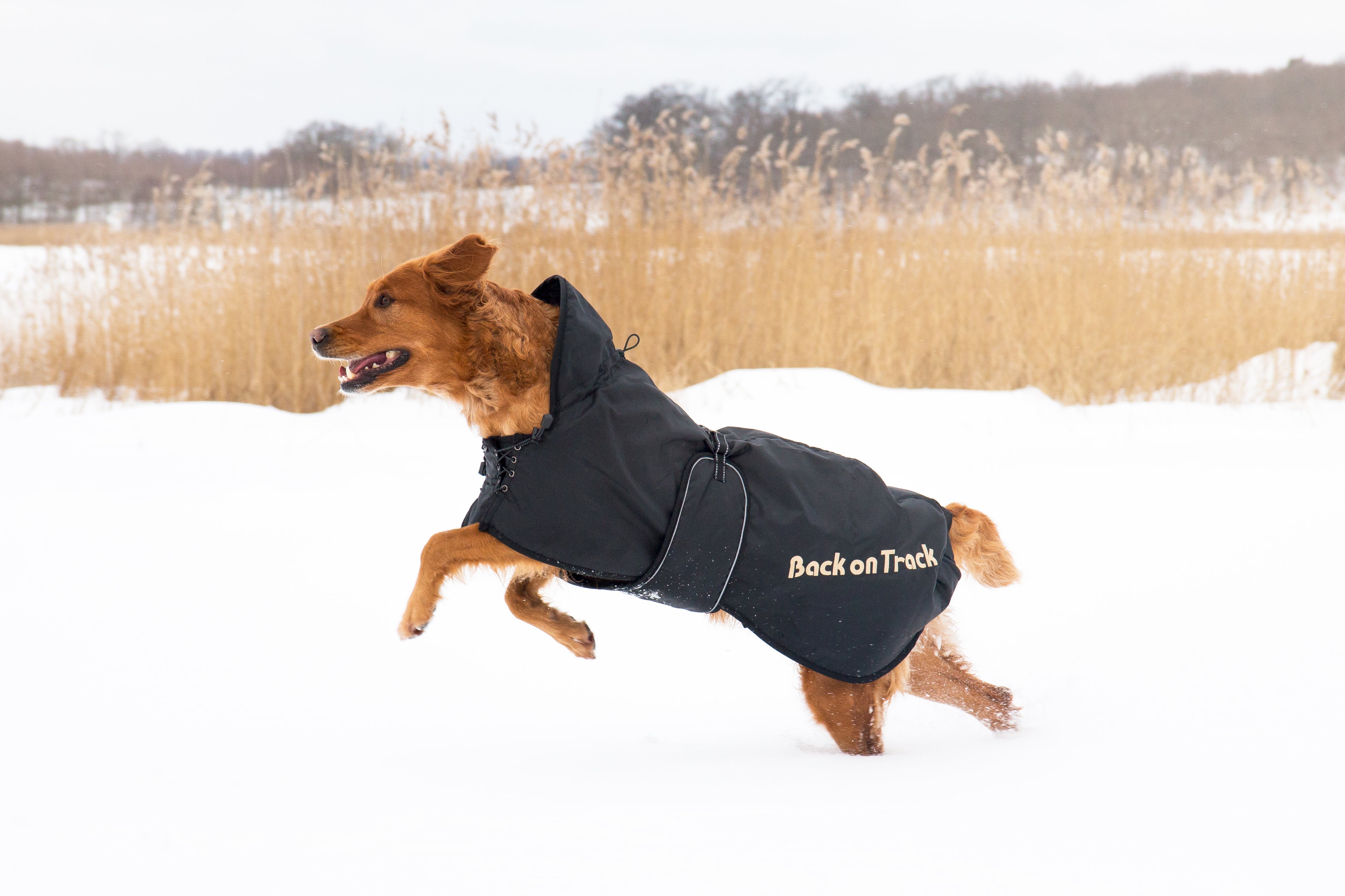 Back on Track Regular Dog Coat – comfortable, weather-resistant coat for canine warmth and therapeutic support