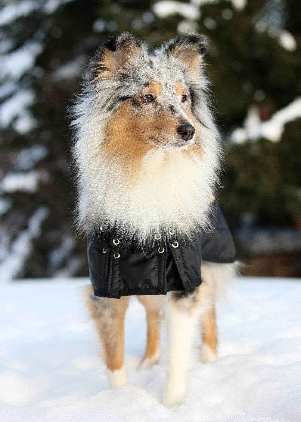 Back on Track Regular Dog Coat – comfortable, weather-resistant coat for canine warmth and therapeutic support