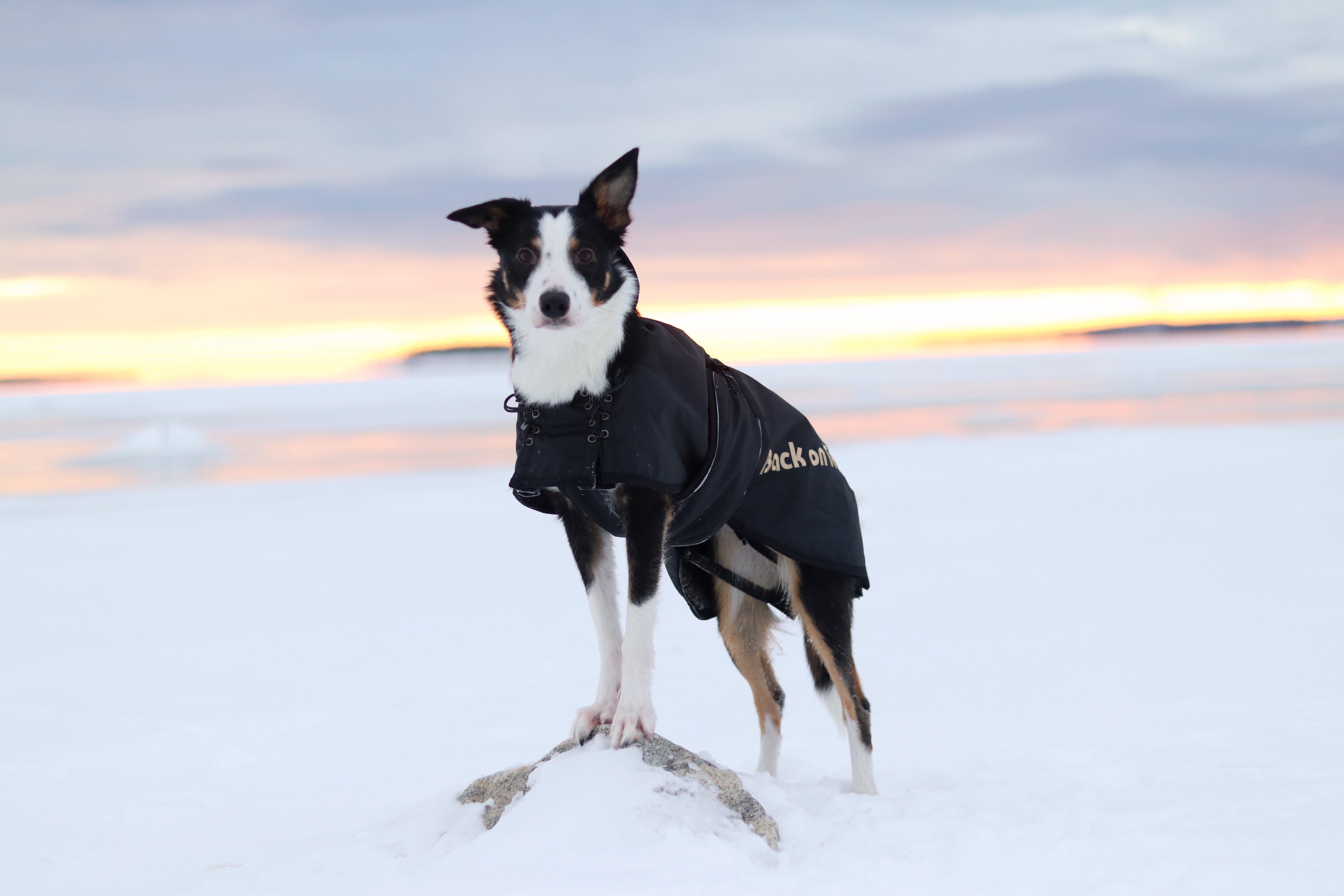 Back on Track Regular Dog Coat – comfortable, weather-resistant coat for canine warmth and therapeutic support