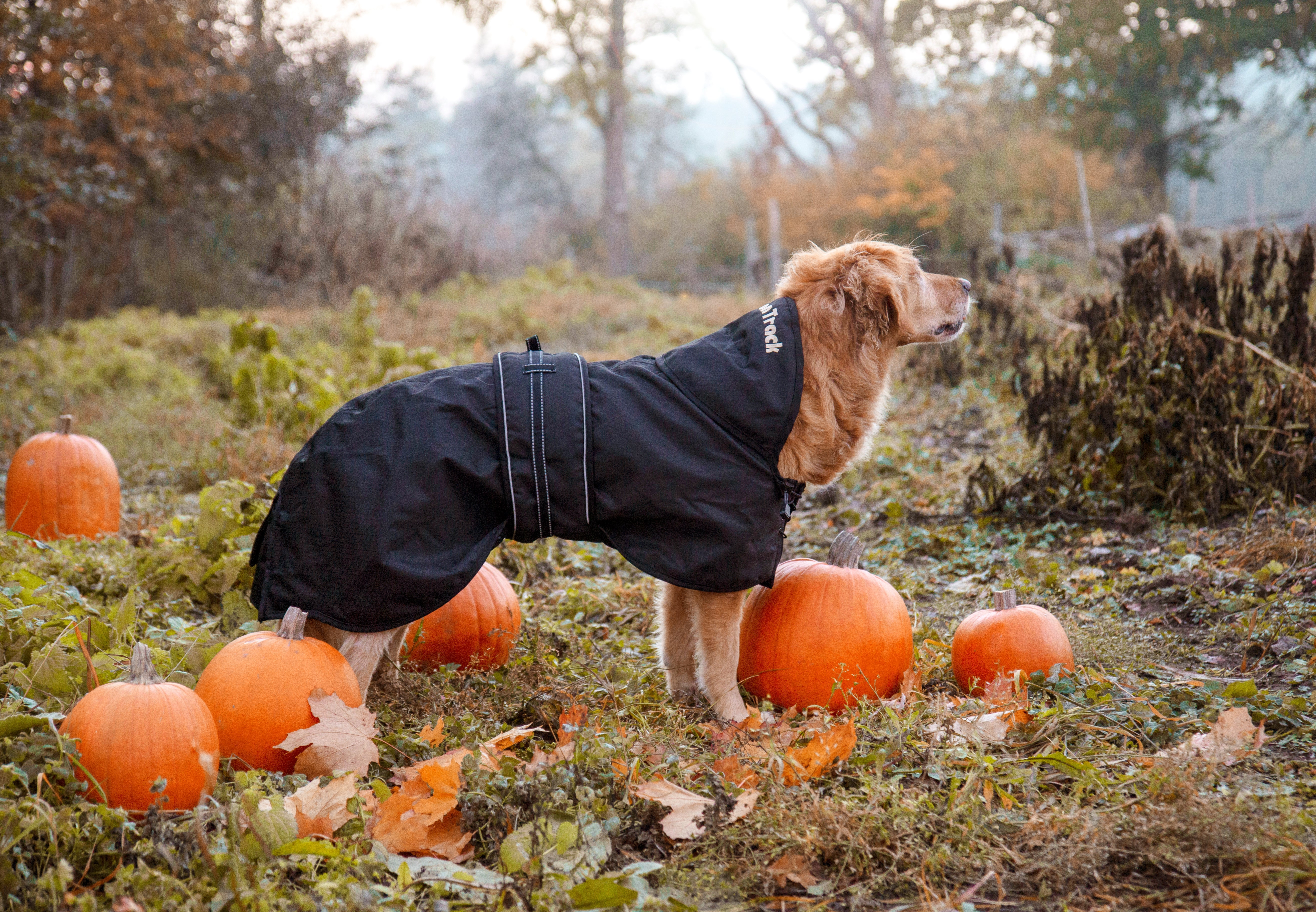 Back on Track Regular Dog Coat – comfortable, weather-resistant coat for canine warmth and therapeutic support