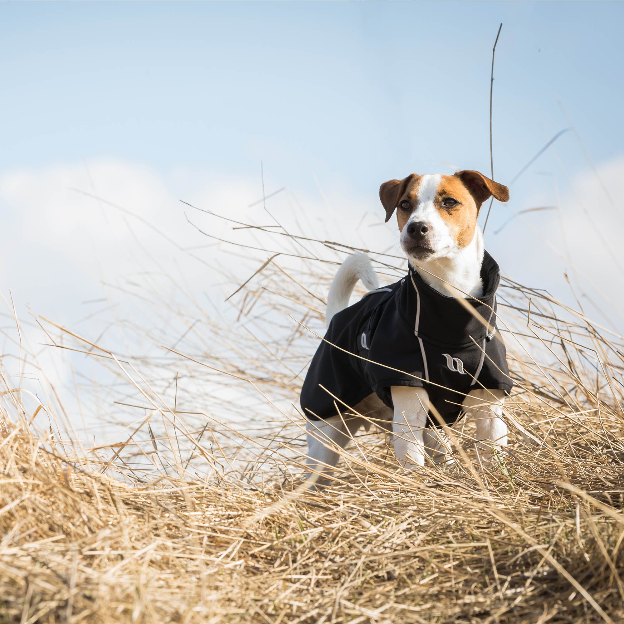 Bark Dog Coat with Iontex®, reflective trim, and ergonomic fit for high tail set dogs' comfort, mobility, and safety