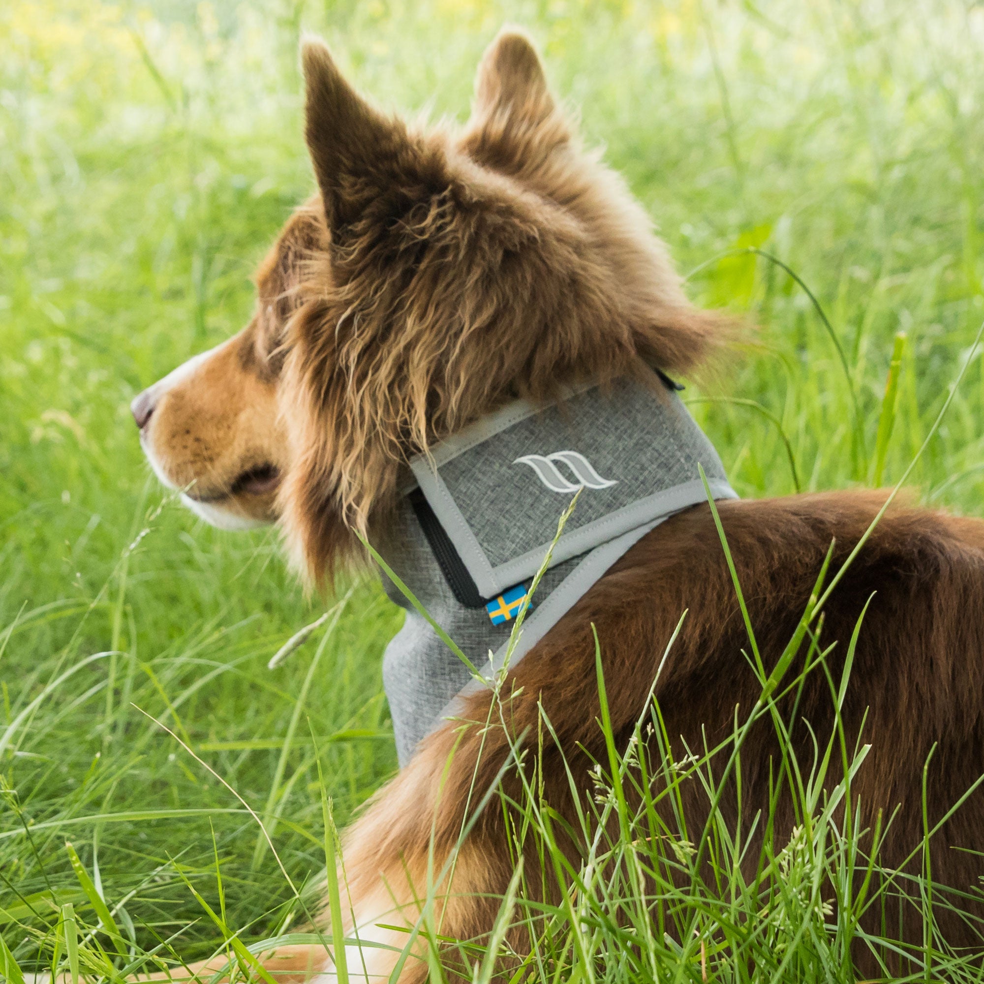 Back on Track Draco Dog Bandana in bright orange with reflective trim for high visibility and added safety