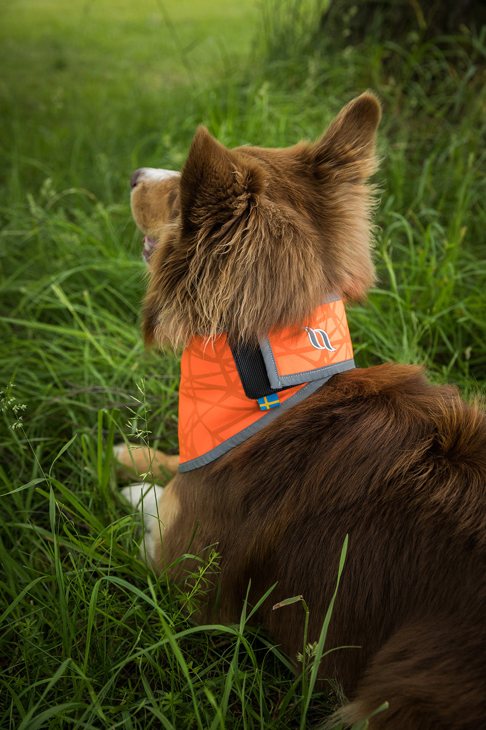 Back on Track Draco Dog Bandana in bright orange with reflective trim for high visibility and added safety