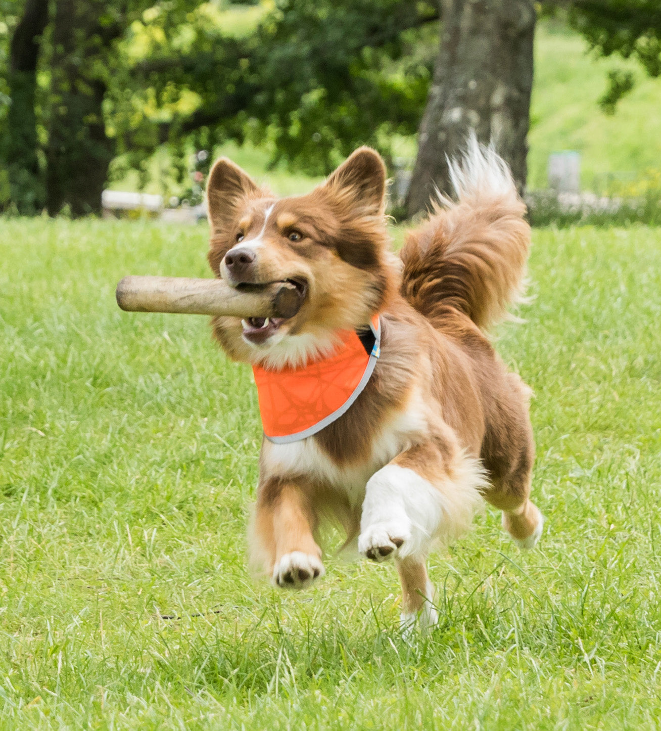 Back on Track Draco Dog Bandana in bright orange with reflective trim for high visibility and added safety