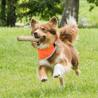 Back on Track Draco Dog Bandana in bright orange with reflective trim for high visibility and added safety
