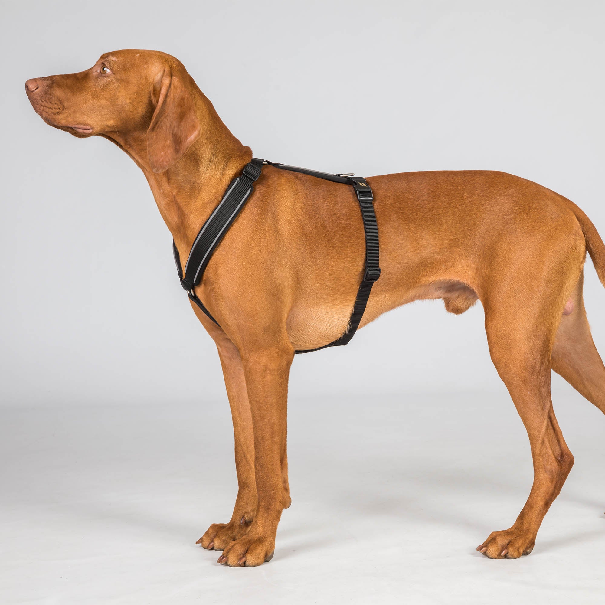Back on Track Sally dog harness with ergonomic fit, breathable mesh, and infrared fabric for comfort and mobility