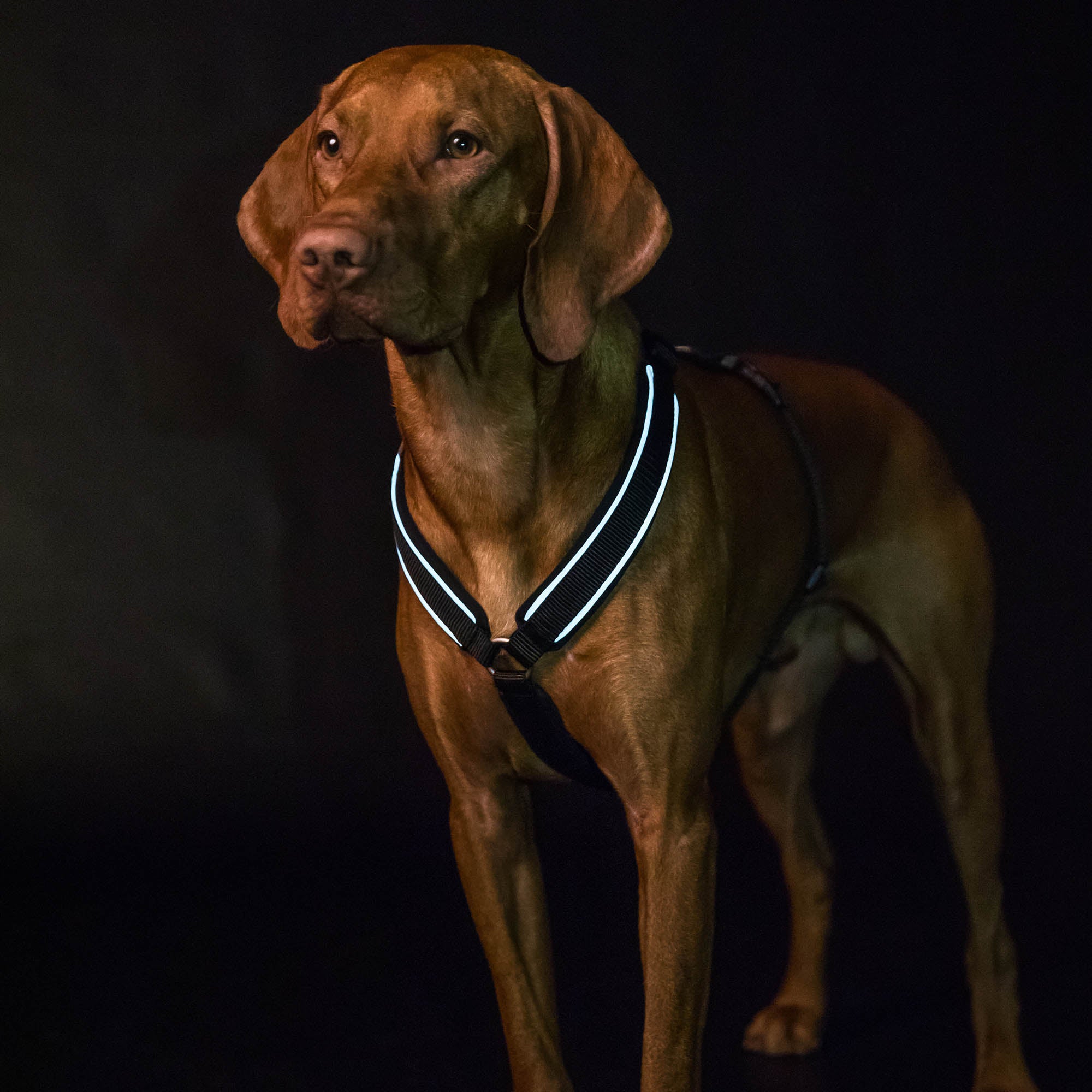Back on Track Sally dog harness with ergonomic fit, breathable mesh, and infrared fabric for comfort and mobility