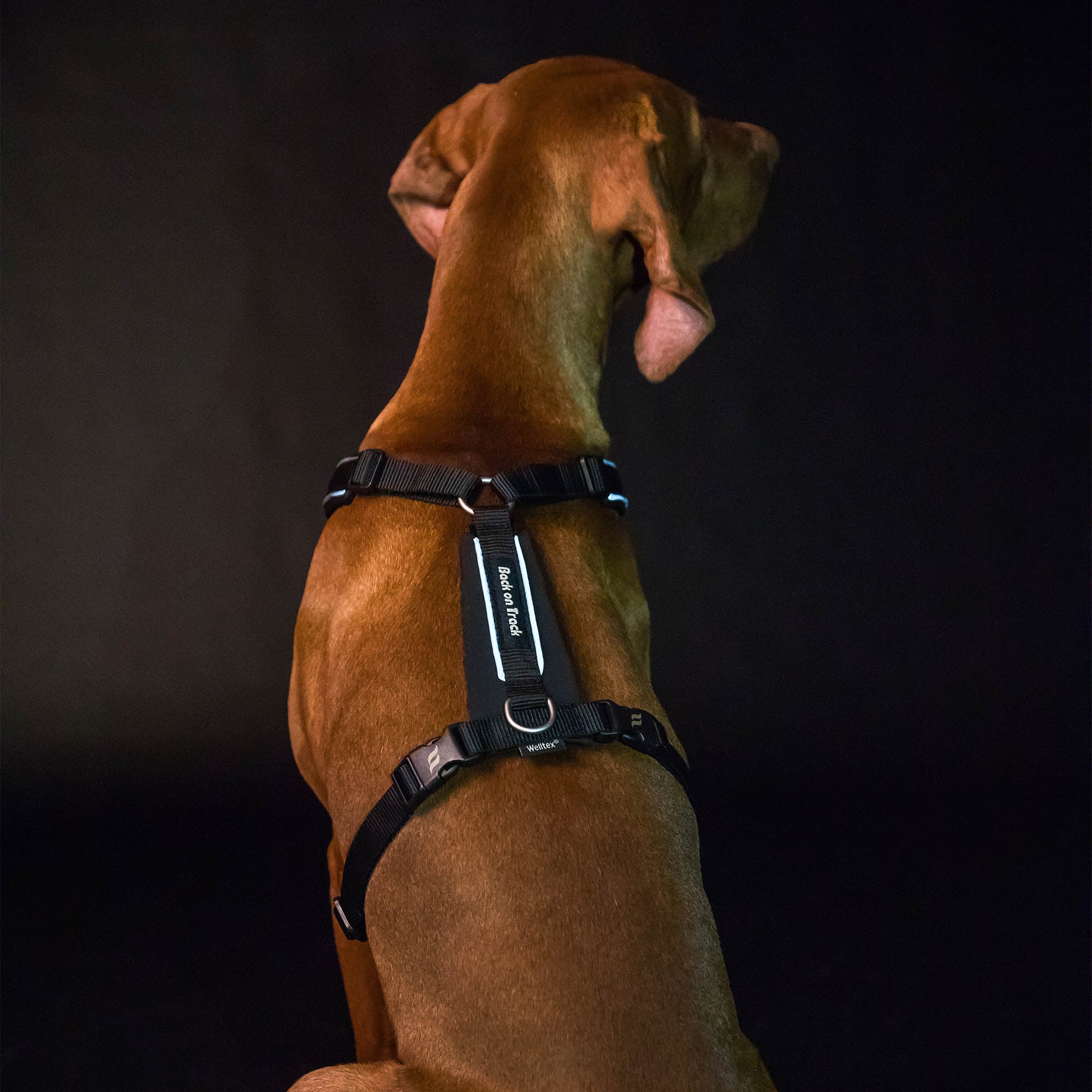 Back on Track Sally dog harness with ergonomic fit, breathable mesh, and infrared fabric for comfort and mobility