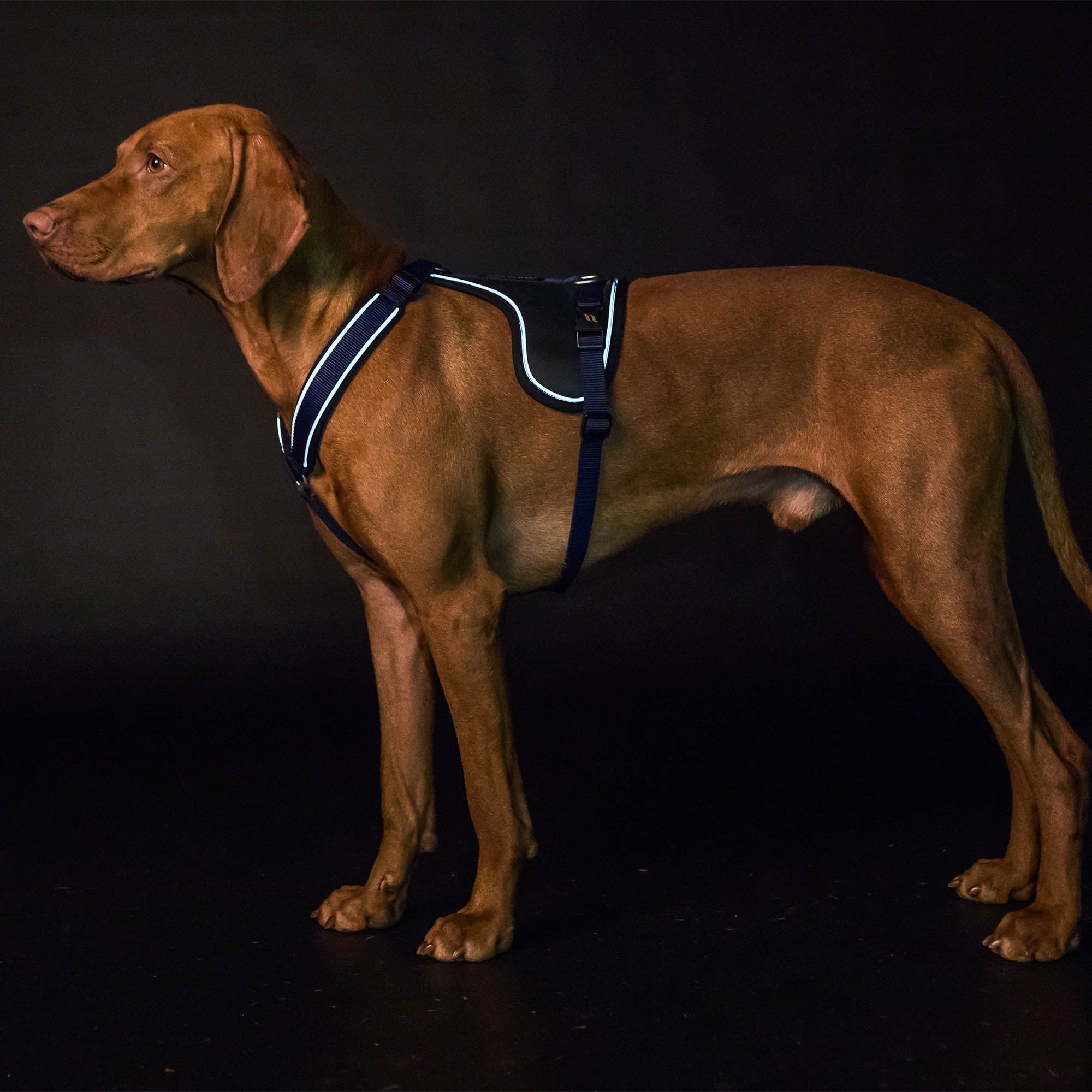 Back on Track Max dog harness with ergonomic fit, breathable mesh, and infrared fabric for comfort and mobility