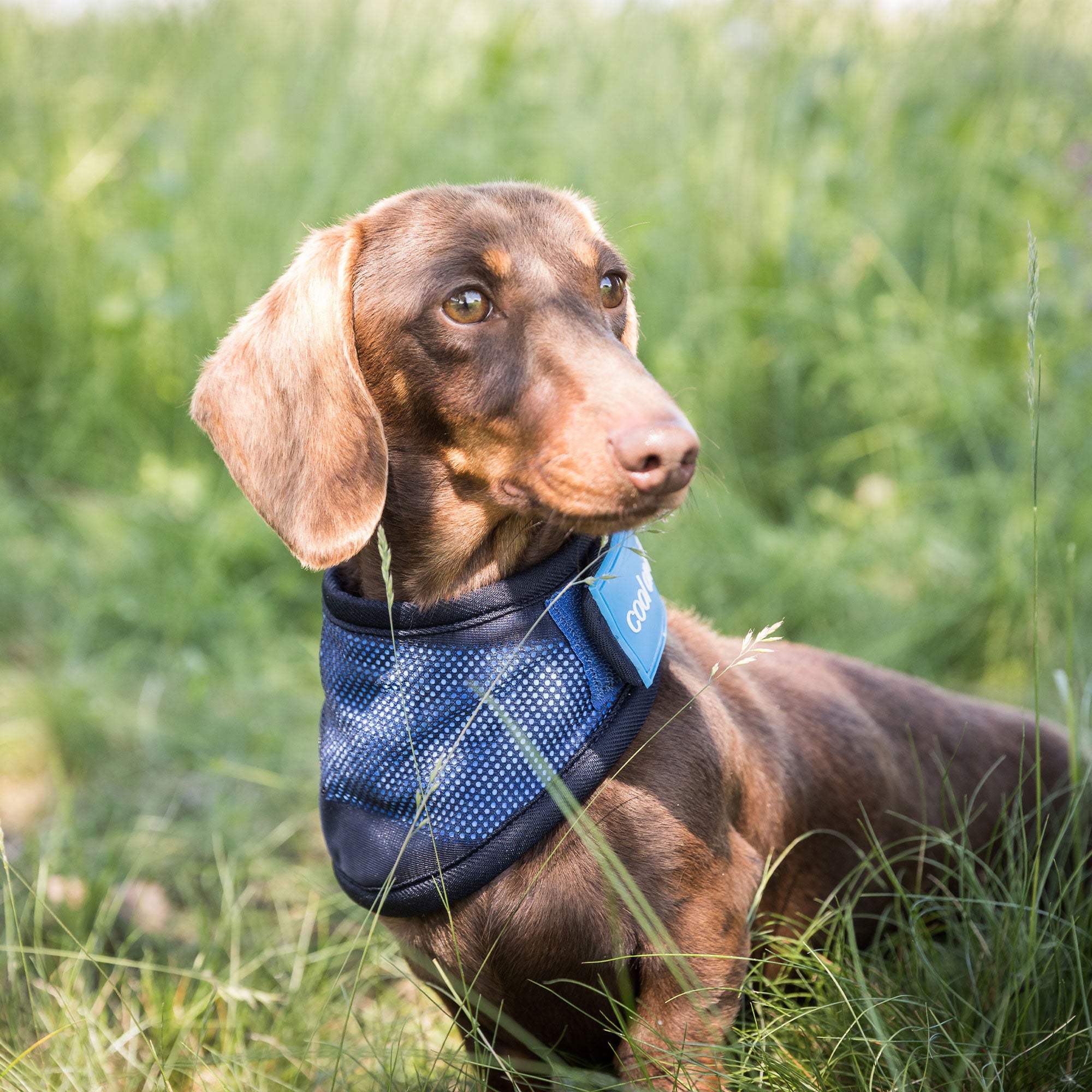 Back on Track Cool on Track Bandana, versatile cooling relief for dogs and people, lightweight and breathable design