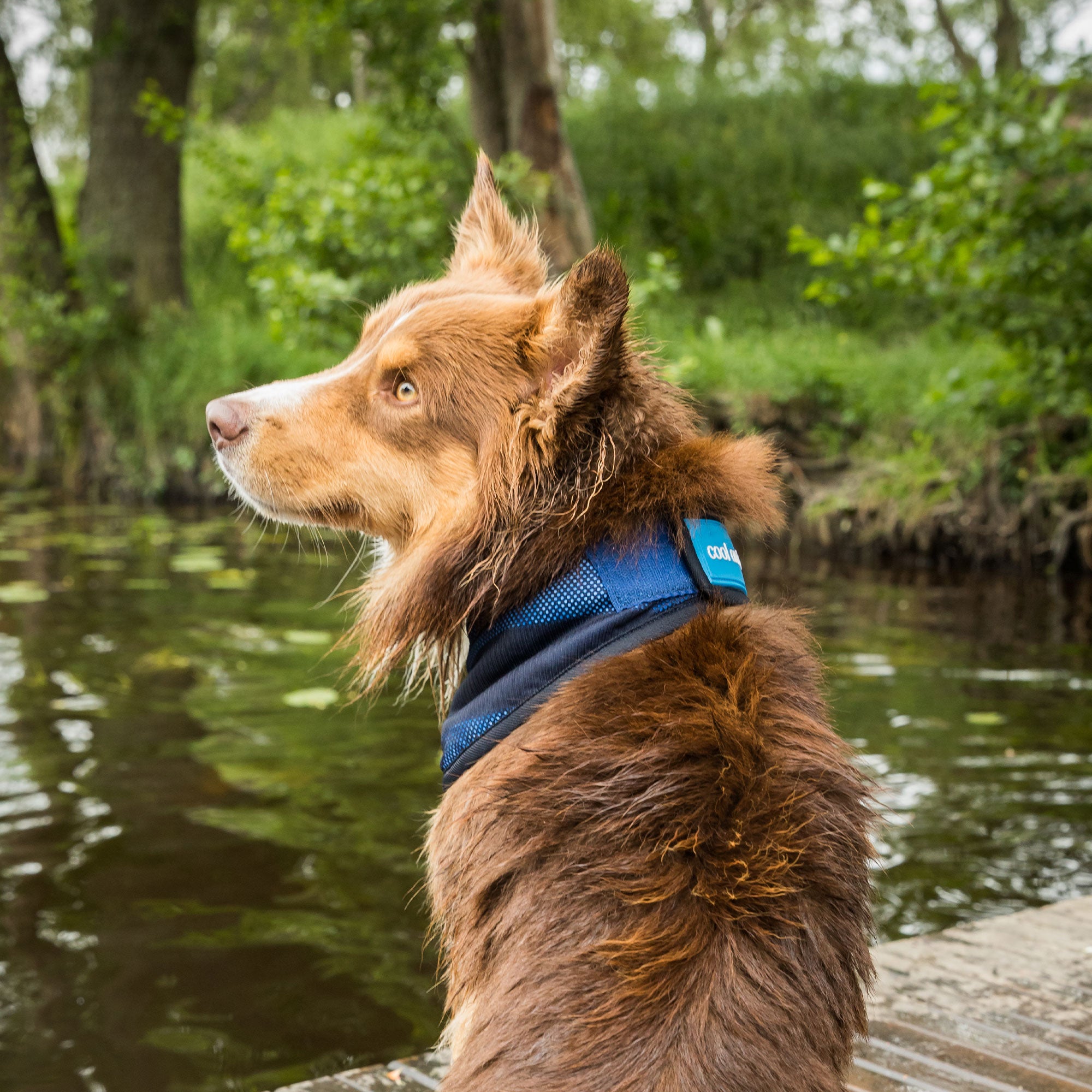 Back on Track Cool on Track Bandana, versatile cooling relief for dogs and people, lightweight and breathable design