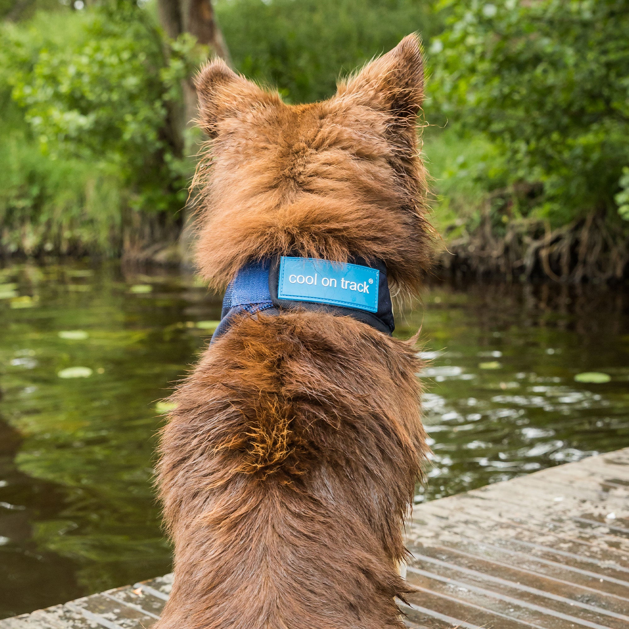 Back on Track Cool on Track Bandana, versatile cooling relief for dogs and people, lightweight and breathable design