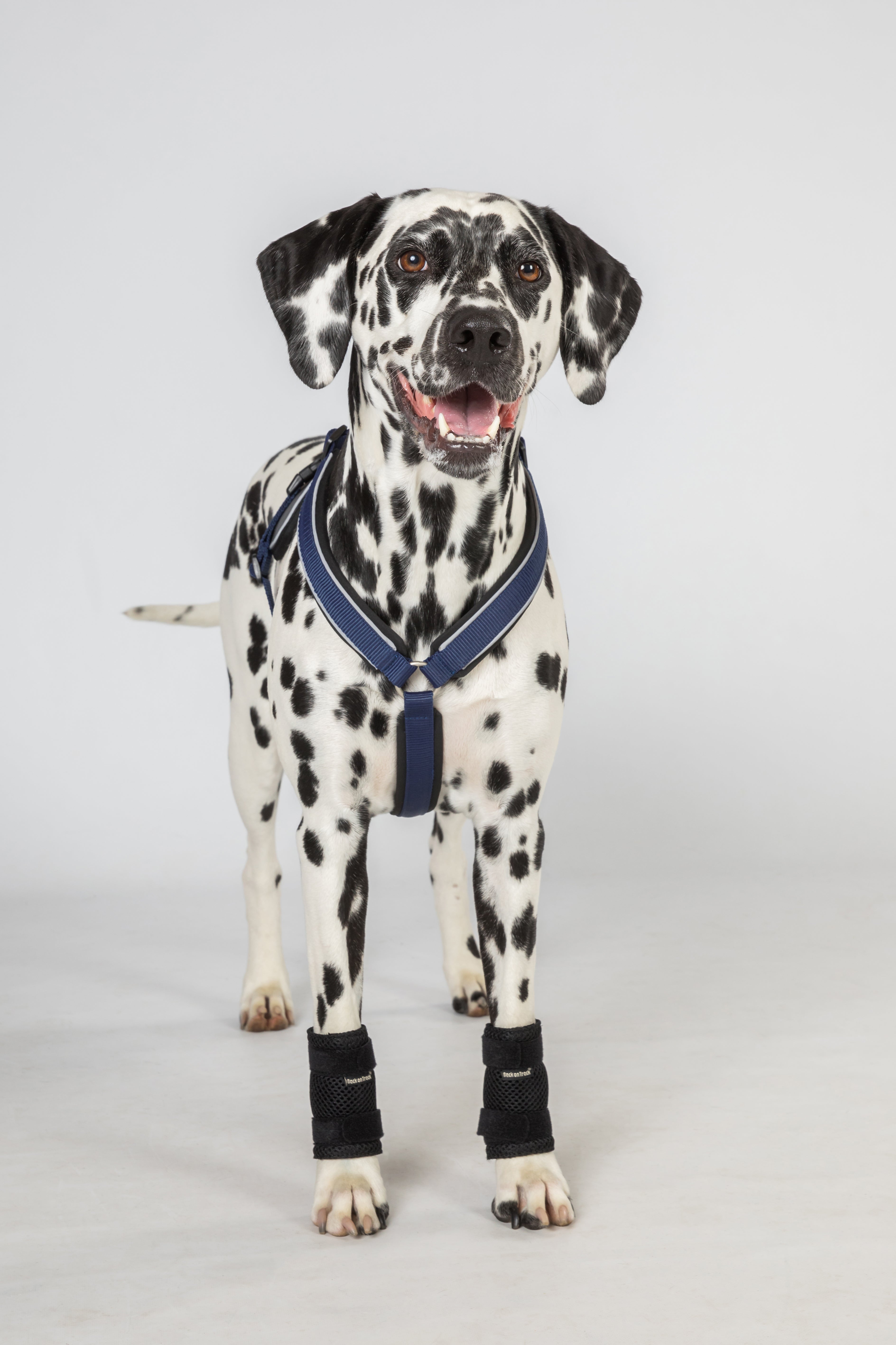 Back on Track Milo Dog Wrist Brace for front leg support, aiding mobility, recovery, and joint stability